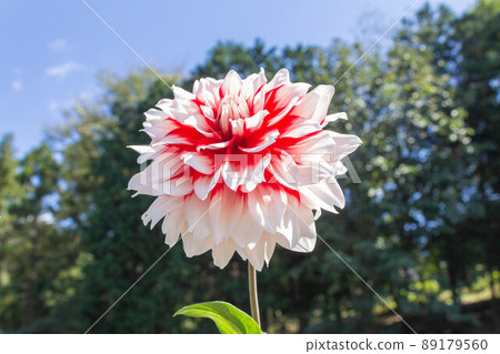 Dahlia [Variety: Goldfish Fireworks] 89179560