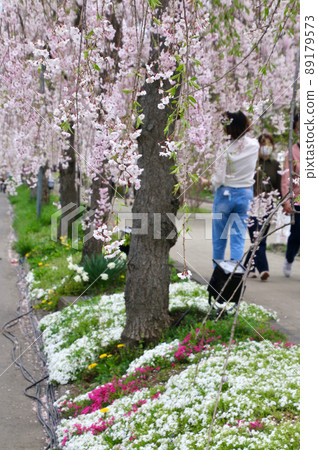 Weeping cherry blossoms of the Japan-China Line (Fukushima Prefecture · Kitakata City) Weeping cherry blossoms of the Japan-China Line (Fukushima Prefecture · Kitakata City) 89179573