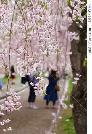 Weeping cherry blossoms of the Japan-China Line (Fukushima Prefecture · Kitakata City) Weeping cherry blossoms of the Japan-China Line (Fukushima Prefecture · Kitakata City) 89179576
