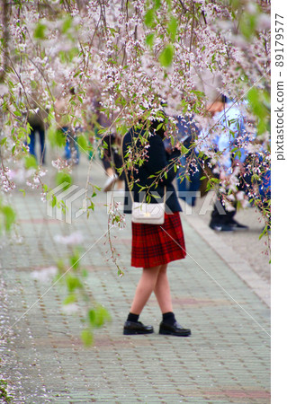 Weeping cherry blossoms of the Japan-China Line (Fukushima Prefecture · Kitakata City) Weeping cherry blossoms of the Japan-China Line (Fukushima Prefecture · Kitakata City) 89179577