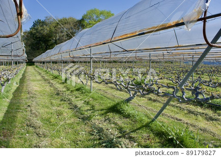 有葡萄新芽的春天葡萄園 89179827