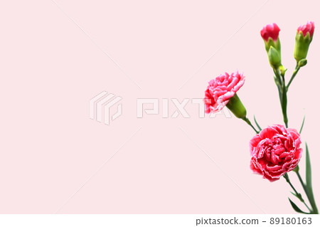 Carnation Carnation 89180163