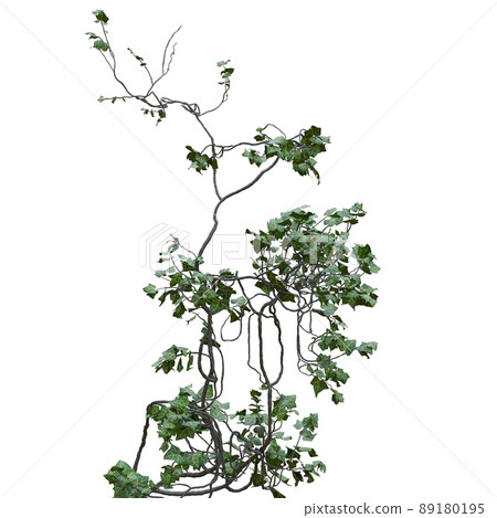 Climbing plants creepers vine isolated on white background 3d illustration Climbing plants creepers vine isolated on white background 3d illustration 89180195