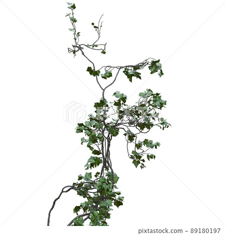 Climbing plants creepers vine isolated on white background 3d illustration 89180197