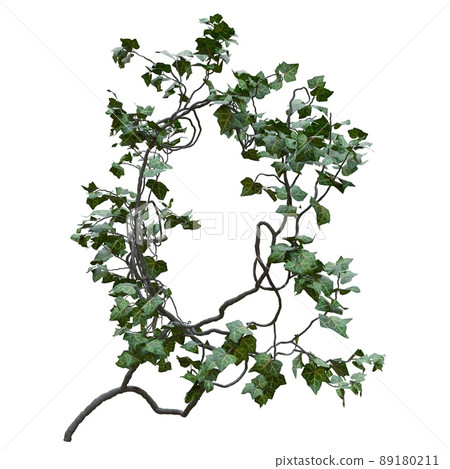Climbing plants creepers vine isolated on white background 3d illustration 89180211