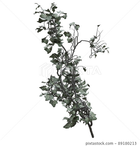 Climbing plants creepers vine isolated on white background 3d illustration Climbing plants creepers vine isolated on white background 3d illustration 89180213