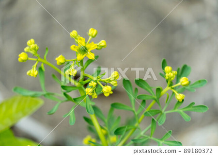 無貓香草湯汁花 89180372