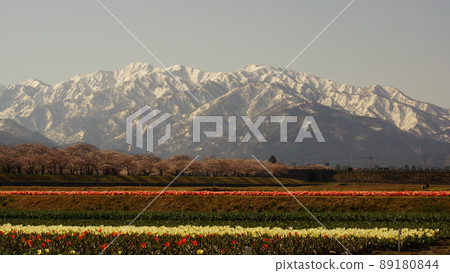 Spring Trio 1 Spring Trio 1 89180844