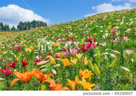 Biwako Tateyama Lily Park 89180987