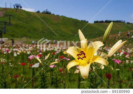 Biwako Tateyama Lily Park Biwako Tateyama Lily Park 89180990