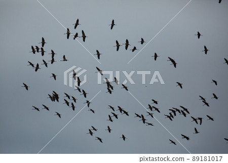 Flock of cranes in the cloudy sky Flock of cranes in the cloudy sky 89181017