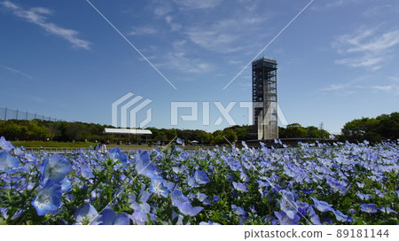 Nemophila Sea Nemophila Sea 89181144