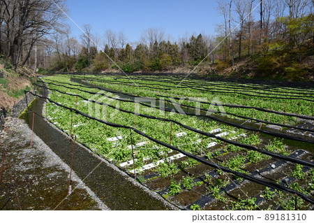 Daio Wasabi Farm 2 89181310