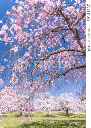 《埼玉縣》盛開的垂枝櫻花・櫻花名勝羊山公園 89181397