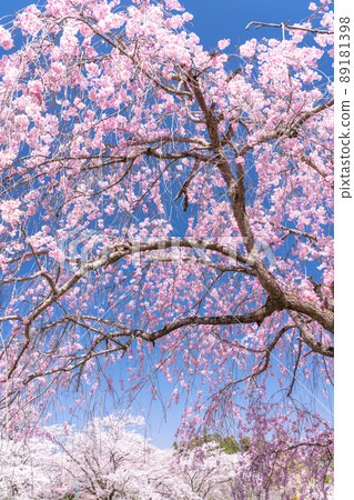《埼玉縣》盛開的垂枝櫻花・櫻花名勝羊山公園 89181398