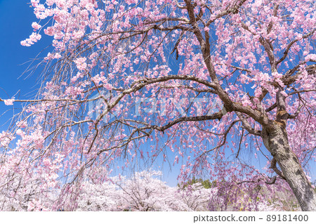 《埼玉縣》盛開的垂枝櫻花・櫻花名勝羊山公園 《埼玉縣》盛開的垂枝櫻花・櫻花名勝羊山公園 89181400