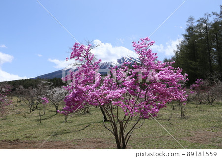 Mitsuba azalea full bloom Mitsuba azalea full bloom 89181559