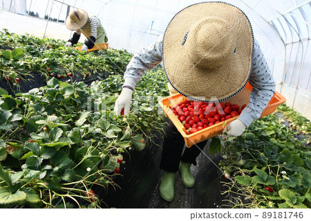 Harvesting strawberries, ripe red strawberries one by one in a plastic greenhouse, hand-crafted work Harvesting strawberries, ripe red strawberries one by one in a plastic greenhouse, hand-crafted work 89181746