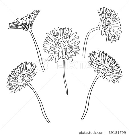 非洲菊的簡單圖解 非洲菊的簡單圖解 89181799