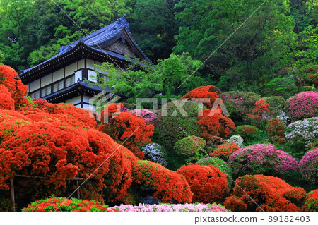 Kawasaki City Azalea of Kamikiyama Togakuin Kawasaki City Azalea of Kamikiyama Togakuin 89182403