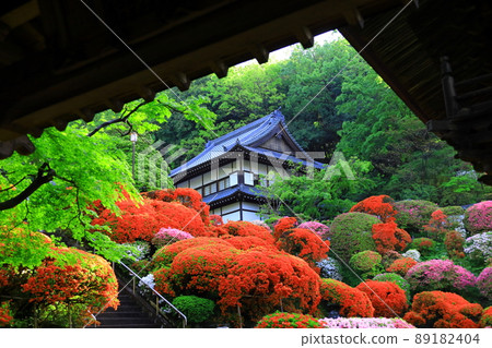 上木山戶學院的川崎市杜鵑花 89182404