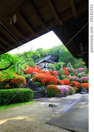 Kawasaki City Azalea of Kamikiyama Togakuin 89182433