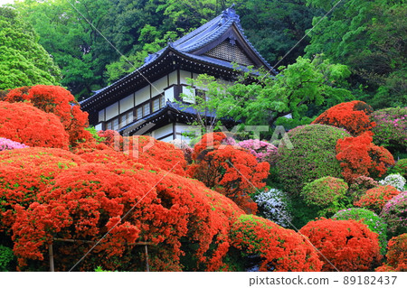 Kawasaki City Azalea of Kamikiyama Togakuin Kawasaki City Azalea of Kamikiyama Togakuin 89182437