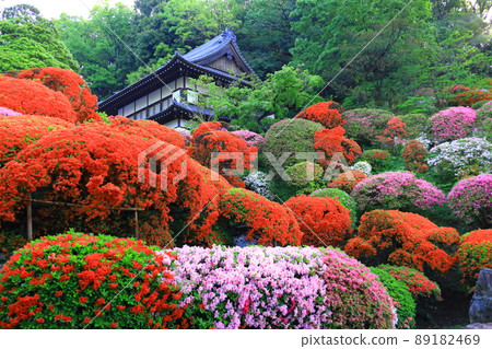 Kawasaki City Azalea of Kamikiyama Togakuin 89182469