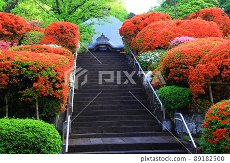 Kawasaki City Azalea of Kamikiyama Togakuin 89182500