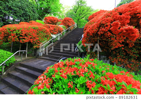 Kawasaki City Azalea of Kamikiyama Togakuin Kawasaki City Azalea of Kamikiyama Togakuin 89182631