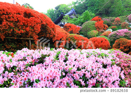 Kawasaki City Azalea of Kamikiyama Togakuin Kawasaki City Azalea of Kamikiyama Togakuin 89182638
