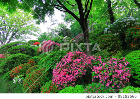 上木山戶學院的川崎市杜鵑花 上木山戶學院的川崎市杜鵑花 89182666