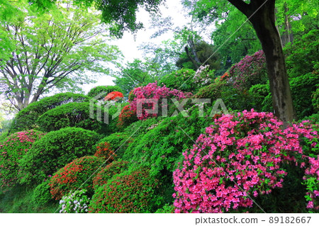 上木山戶學院的川崎市杜鵑花 上木山戶學院的川崎市杜鵑花 89182667