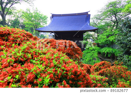 Kawasaki City Azalea of Kamikiyama Togakuin Kawasaki City Azalea of Kamikiyama Togakuin 89182677