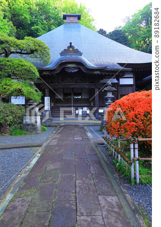 上木山戶學院的川崎市杜鵑花 89182684