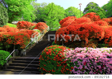 Kawasaki City Azalea of Kamikiyama Togakuin 89182718