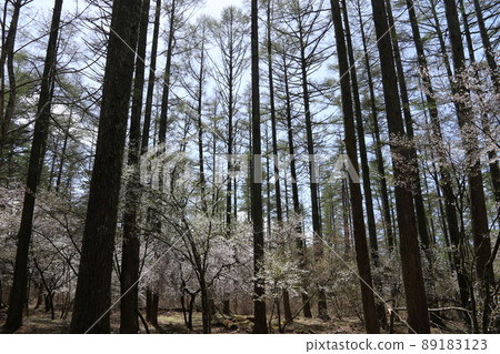 Fujizakura Festival 89183123