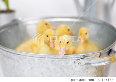 Small yellow fluffy ducklings in a metal bowl on a white background in studio 89183178