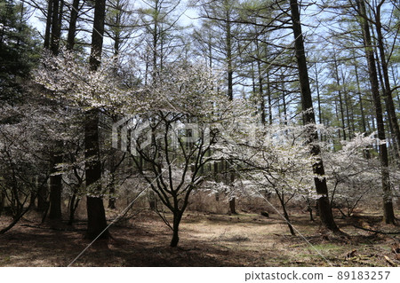 Fujizakura Festival Fujizakura Festival 89183257