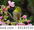 White-eye and cherry 89183530