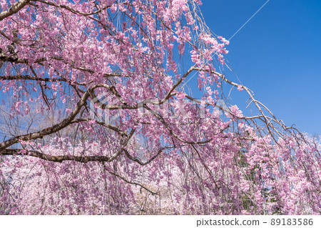 《Saitama Prefecture》 Weeping cherry blossoms in full bloom ・ Hitsujiyama Park, a famous place for cherry blossoms 89183586