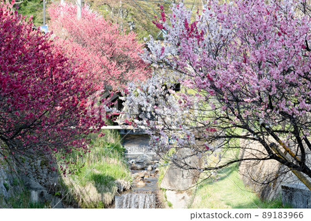 日本第一桃花阿智村花桃在早市廣場的小溪邊盛開 89183966