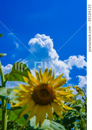 Sunflower Cumulonimbus Sunflower Cumulonimbus 89184135