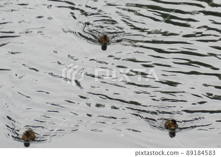 Spot-billed duck child chasing mother 89184583