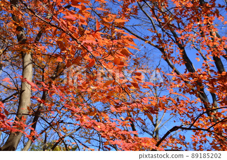 Tochiyato Park, Hachioji City, in autumn colors 89185202