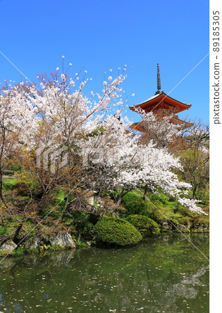 Kiyomizu-dera in spring, triple tower and cherry blossoms in full bloom Kiyomizu-dera in spring, triple tower and cherry blossoms in full bloom 89185305