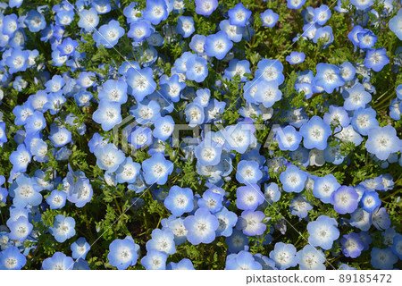 Nemophila that blooms all over spring image 89185472