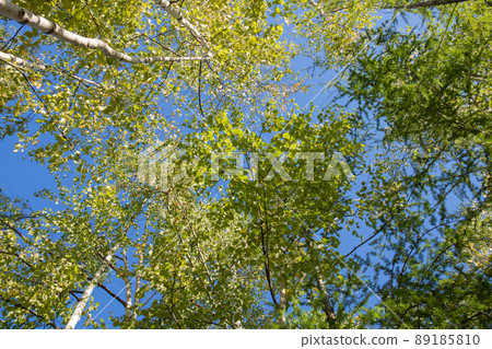 Green birch and blue sky 89185810