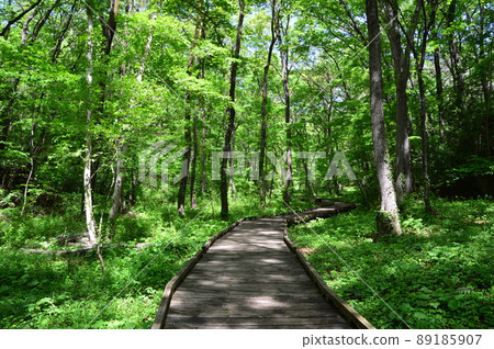 Spring Metropolitan Komiya Park Hachioji City 89185907