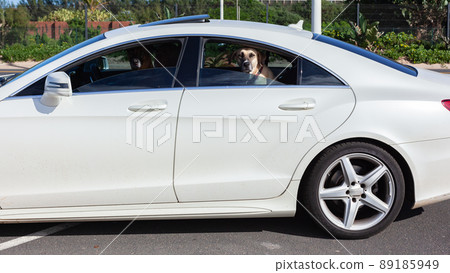 Dogs Chauffeur Ride Vehicle 89185949